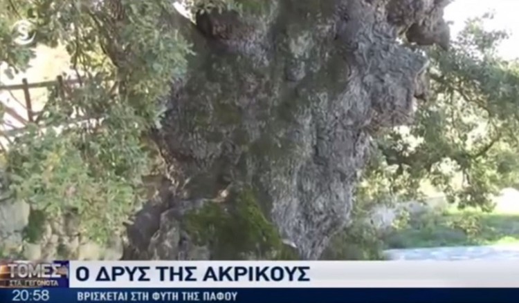 Πού βρίσκεται η αρχαιότερη δρυς της Κύπρου