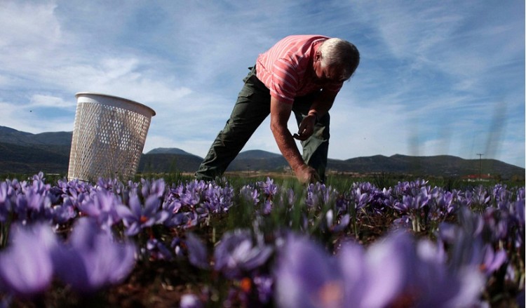 Πώς οι γεωργικές εκμεταλλεύσεις θα καταστούν βιώσιμες στην Ελλάδα