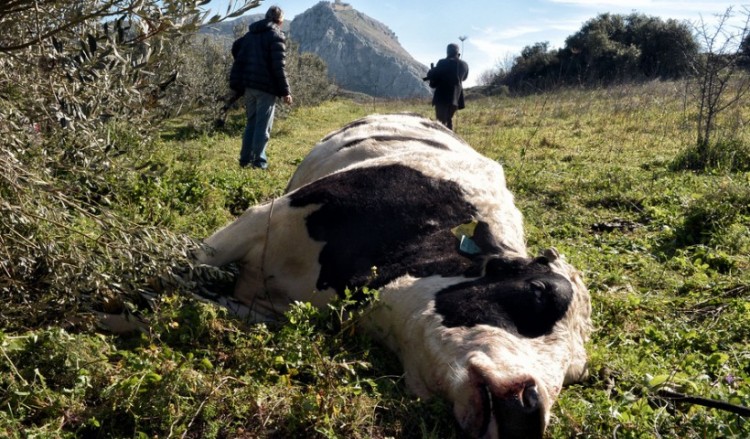 Απίστευτη τραγωδία στην Αρχαία Κόρινθο: Αφηνιασμένη αγελάδα σκότωσε 71χρονο