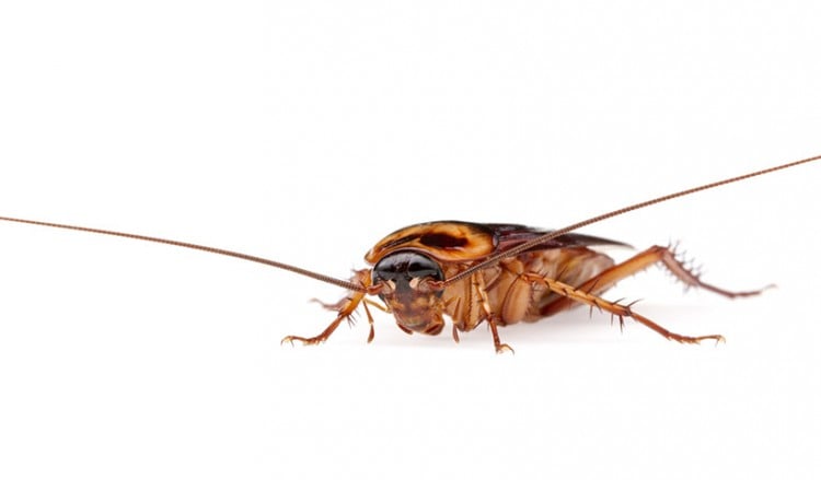 Οι κατσαρίδες αναπτύσσουν ολοένα μεγαλύτερη αντίσταση στα εντομοκτόνα