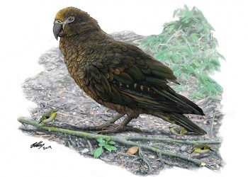 Βρέθηκε απολίθωμα του μεγαλύτερου παπαγάλου που υπήρξε ποτέ στη Γη