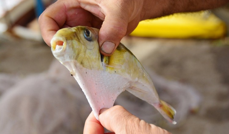 Επιστήμονες καταγράφουν την «εισβολή» ξενικών ψαριών που έφτασαν στην Ελλάδα