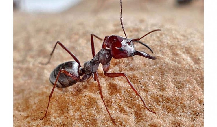Το πιο γρήγορο μυρμήγκι στον κόσμο ζει στη Σαχάρα (βίντεο)