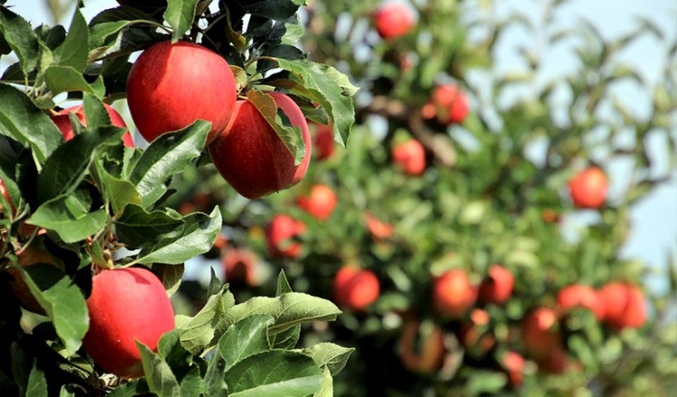 Τα μήλα στον Πόντο ως πηγή νεότητας και γονιμότητας - Cover Image