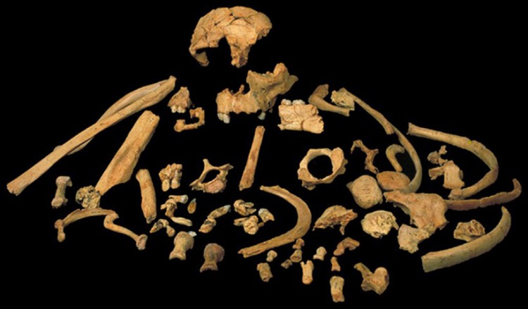 Το αρχαιότερο ανθρώπινο γενετικό υλικό βρέθηκε στα δόντια ενός κανίβαλου Homo antecessor