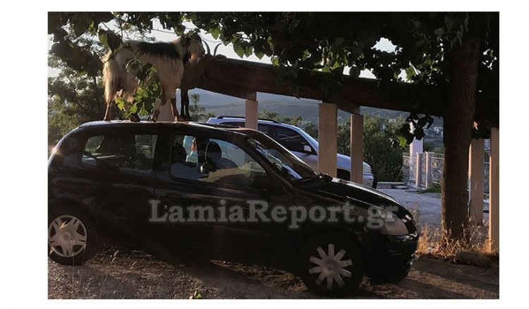 Κατσίκες στη Λαμία ανέβηκαν στον ουρανό αυτοκινήτου