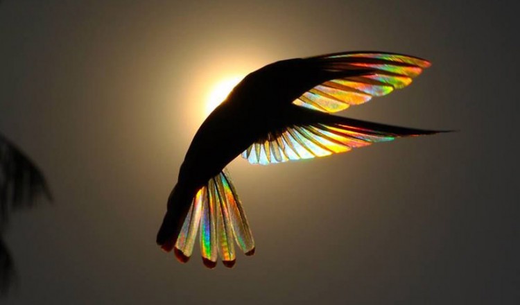 Τα φτερά των κολιμπρί γίνονται «ουράνια τόξα» (φωτο)