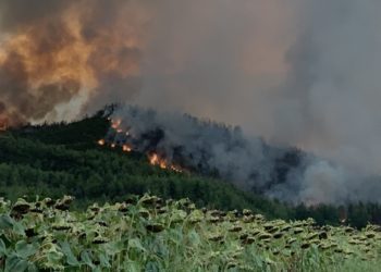 Εικόνα από φωτιά σε δασική έκταση στο χωριό Ζωοδόχος Πηγή, στην Εύβοια (φωτ. αρχείου: ΑΠΕ-ΜΠΕ /Παναγιώτης Κούρος)