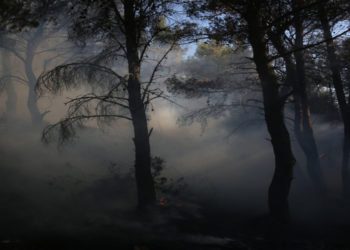 Πυκνός καπνός ανάμεσα σε καμμένα δέντρα κατά τη διάρκεια της πυρκαγιάς στην περιοχή των Θρακομακεδόνων, Σάββατο 07 Αυγούστου 2021 (φωτ.: ΑΠΕ-ΜΠΕ/ Αλέξανδρος Μπελτές)