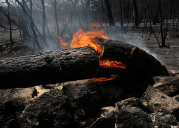 Φωτιά καίει πεσμένο κορμό δέντρου στην περιοχή των Θρακομακεδόνων, Πάρνηθα, Κυριακή 8 Αυγούστου 2021 (φωτ.: ΑΠΕ-ΜΠΕ/ Ορέστης Παναγιώτου)