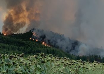 Φωτιά καίει δασική έκταση στο χωριό Ζωοδόχος Πηγή στην Εύβοια, Παρασκευή 6 Αυγούστου 2021 (φωτ.: ΑΠΕ-ΜΠΕ/ Παναγιώτης Κουρός)