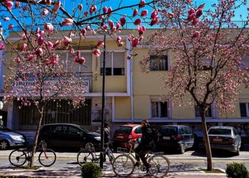 Ανθισμένες μανόλιες στο κέντρο της Λάρισας (φωτ.: EUROKINISSI / Λεωνίδας Τζέκας)