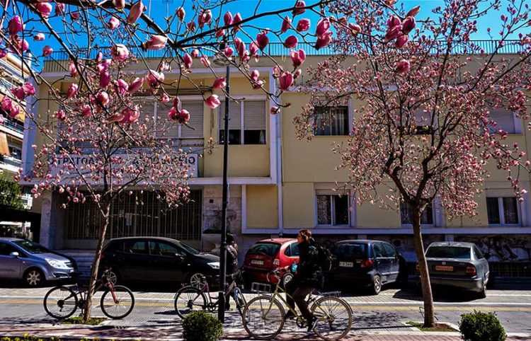 Ανθισμένες μανόλιες στο κέντρο της Λάρισας (φωτ.: EUROKINISSI / Λεωνίδας Τζέκας)