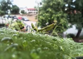 Αλογάκι της Παναγίας (Mantis religiosa) στέκεται ανάμεσα σε στάλες βροχής που έχουν συσσωρευθεί πάνω σε φύλλο αγγουριάς κατα την διάρκεια βροχόπτωσης (φωτ. αρχείου: Θανάσης Καλλιαράς/EUROKINISSI)