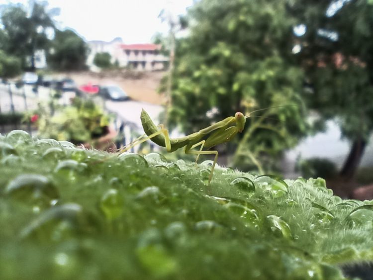 Αλογάκι της Παναγίας (Mantis religiosa) στέκεται ανάμεσα σε στάλες βροχής που έχουν συσσωρευθεί πάνω σε φύλλο αγγουριάς κατα την διάρκεια βροχόπτωσης (φωτ. αρχείου: Θανάσης Καλλιαράς/EUROKINISSI)