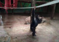 Χιμπατζής στο Αττικό Ζωολογικό πάρκο, το 2018 (φωτ.: ΑΠΕ-ΜΠΕ / Ευάγγελος Μπουγιώτης)
