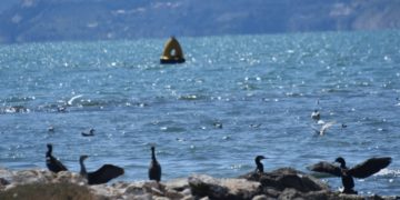 Ψαροπούλια και κορμοράνοι στον υδροβιότοπο της Νέας Κίου, στο Ναύπλιο (φωτ.: Eurokinissi/Βασίλης Παπαδόπουλος)