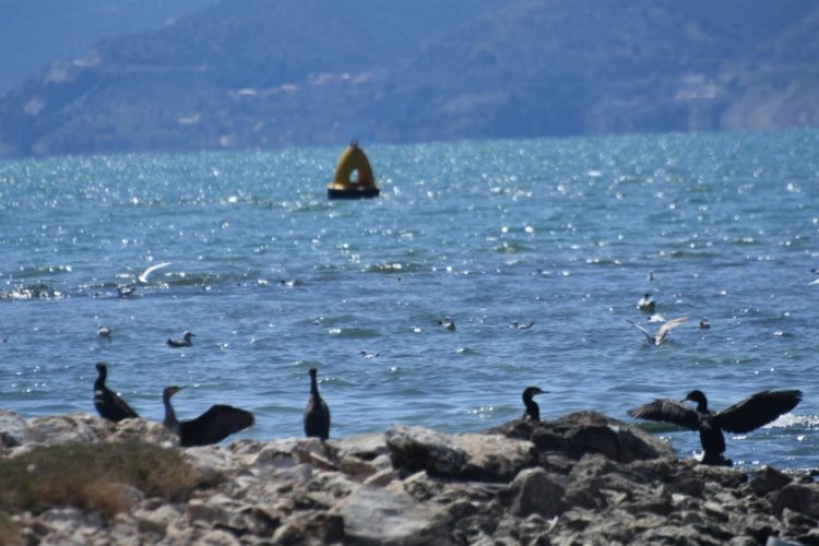 Ψαροπούλια και κορμοράνοι στον υδροβιότοπο της Νέας Κίου, στο Ναύπλιο (φωτ.: Eurokinissi/Βασίλης Παπαδόπουλος)