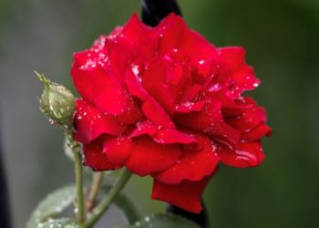 Στάλες βροχής πάνω σε πέταλα και σε μπουμπούκι τριαντάφυλλου κατά την διάρκεια βροχόπτωσης της κακοκαιρίας «Genesis» στην πόλη των Τρικάλων (φωτ.: Θανάσης Καλλιάρας/ EUROKINISSI)