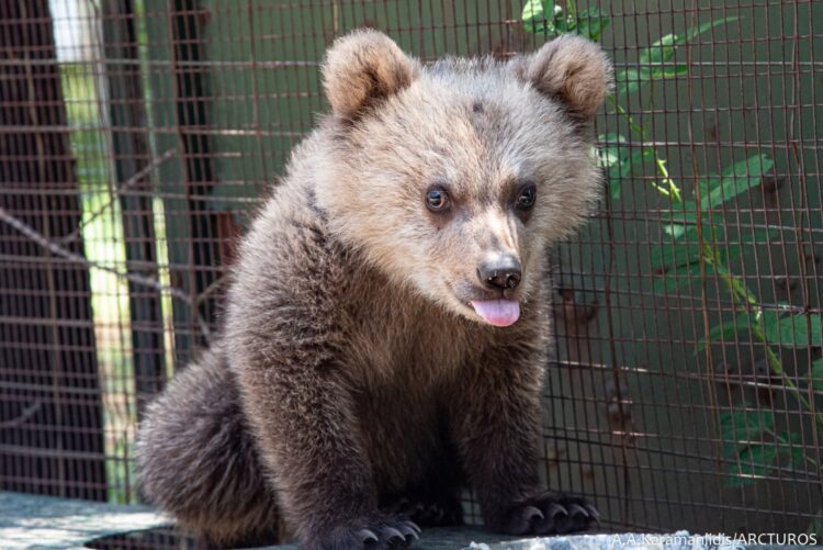 Ο Θωμάς, το αρκουδάκι… survivor που κατάφερε να επιβιώσει χωρίς τη μαμά του (Φωτ.: A.A.Karamanlidis/Arcturos)