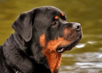 Σκύλος ράτσας ροτβάιλερ (φωτ. αρχείου: pixabay.com)