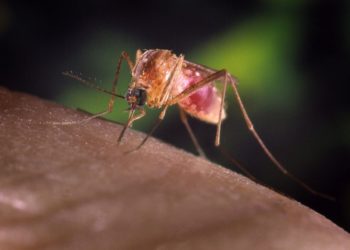 Κουνούπι-φορέας του ιού του Δυτικού Νείλου (φωτ. αρχείου: EPA  /Jim Gathany / Centers for Disease Control/Κέντρα Ελέγχου Ασθενειών)