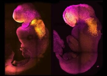 Συνθετικό (αριστερά) και φυσικό (δεξιά) έμβρυο ποντικιού. (φωτ.: Amadei and Handford)