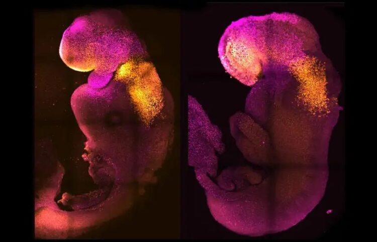 Συνθετικό (αριστερά) και φυσικό (δεξιά) έμβρυο ποντικιού. (φωτ.: Amadei and Handford)