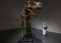 Ο σκελετός από γοργόσαυρο που βγήκε σε δημοπρασία από τον Οίκο Sotheby΄s τον Ιούλιο του 2022 (φωτ.: EPA / Justin Lane)