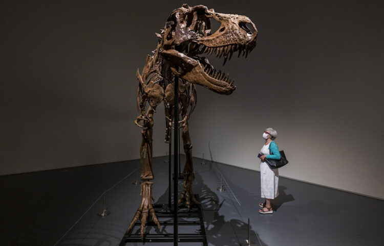 Ο σκελετός από γοργόσαυρο που βγήκε σε δημοπρασία από τον Οίκο Sotheby΄s τον Ιούλιο του 2022 (φωτ.: EPA / Justin Lane)