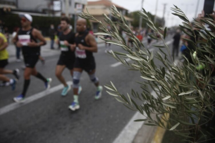 Κλαδί ελιάς δίπλα σε δρομείς που έτρεξαν στον 38ο Αυθεντικό Μαραθώνιο Αθήνας, στην Παλλήνη, το Νοέμβριο 2021 (φωτ.: ΑΠΕ-ΜΠΕ/ΓΙΑΝΝΗΣ ΚΟΛΕΣΙΔΗΣ)