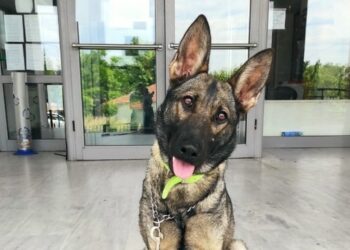 Ο αστυνομικός σκύλος Roxy (πηγή: Γενική Περιφερειακή Αστυνομική Διεύθυνση Κεντρικής Μακεδονίας)