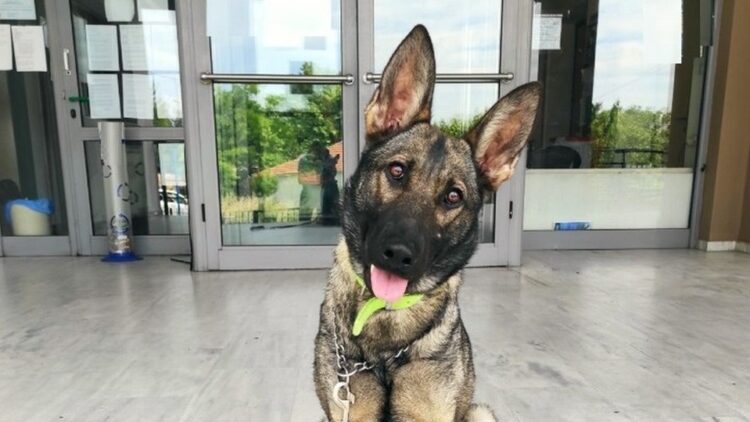 Ο αστυνομικός σκύλος Roxy (πηγή: Γενική Περιφερειακή Αστυνομική Διεύθυνση Κεντρικής Μακεδονίας)