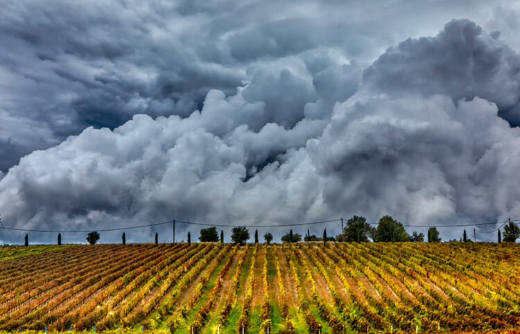 Σύννεφα πάνω από αμπελώνα στην Επανομή (φωτ.: MOTIONTEAM / Βασίλης Βερβερίδης)