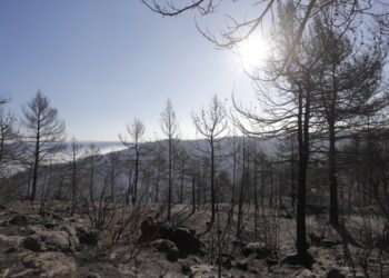 Καμένα δέντρα από τη δασική πυρκαγιά, στην  ανατολική Ισπανία (φωτ.: EPA/ Manuel Bruque)