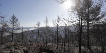 Καμένα δέντρα από τη δασική πυρκαγιά, στην  ανατολική Ισπανία (φωτ.: EPA/ Manuel Bruque)