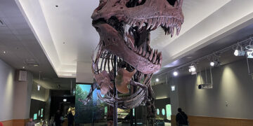 Σκελετός του τυραννόσαυρου Sue που εκτίθεται στο Μουσείο Φυσικής Ιστορίας Field στο Σικάγο (φωτ.: Field Museum / Kate Golembiewski)