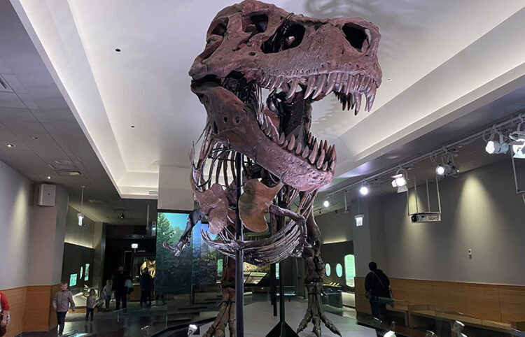 Σκελετός του τυραννόσαυρου Sue που εκτίθεται στο Μουσείο Φυσικής Ιστορίας Field στο Σικάγο (φωτ.: Field Museum / Kate Golembiewski)