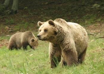 Οι ζεστές ημέρες έχουν οδηγήσει ακόμα και τις μεγαλύτερες σε ηλικία αρκούδες έξω από τις φωλιές τους (φωτ.: Αρκτούρος)