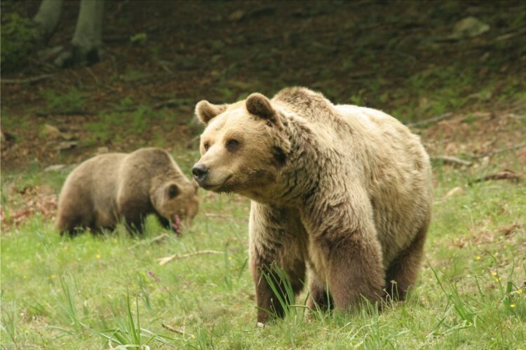 Οι ζεστές ημέρες έχουν οδηγήσει ακόμα και τις μεγαλύτερες σε ηλικία αρκούδες έξω από τις φωλιές τους (φωτ.: Αρκτούρος)