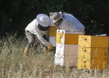 H απόφαση του υπουργείου αφορά στους μελισσοκόμους που έχουν στην κατοχή τους περισσότερες από 110 κυψέλες και το ποσό καθορίζεται στα 8 ευρώ ανά κυψέλη (φωτ.: EUROKINISSI/Βασίλης Παπαδόπουλος)