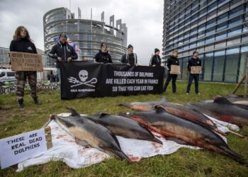 Ακτιβιστές έχουν εναποθέσει επτά νεκρά δελφίνια μπροστά από την έδρα του ευρωπαϊκού κοινοβουλίου στο Στρασβούργο. Το πανό αναγράφει «Χιλιάδες δελφίνια πεθαίνουν κάθε χρόνο στη Γαλλία για να μπορείτε να τρώτε ψάρι» (φωτ.: EPA/Julien Warnand)