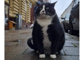 Στους χάρτες της Google, η καρφίτσα «Kot Gacek» (Γκάτσεκ ο γάτος) έχει ξεπεράσει σε ζήτηση αξιοθέατα, όπως ένα αναγεννησιακό κάστρο (φωτ.: Instagram)