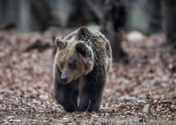 Αρκούδα στο καταφύγιο του Αρκτούρου (φωτ.: EUROKINISSI/Νεκταρία Μπαλωματίνη)