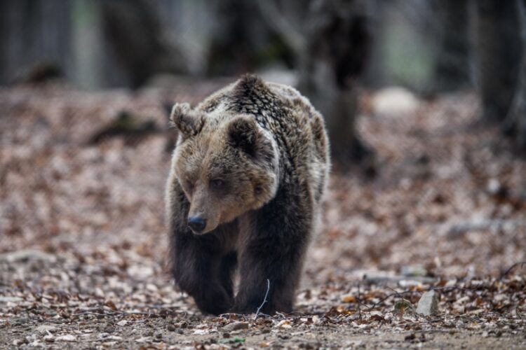 Αρκούδα στο καταφύγιο του Αρκτούρου (φωτ.: EUROKINISSI/Νεκταρία Μπαλωματίνη)