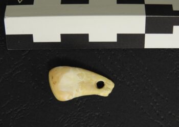 Το δόντι ελαφιού που ανακαλύφθηκε στο σπήλαιο Ντενίσοβα στη νότια Σιβηρία (φωτ.: Max Planck Institute for Evolutionary Anthropology)