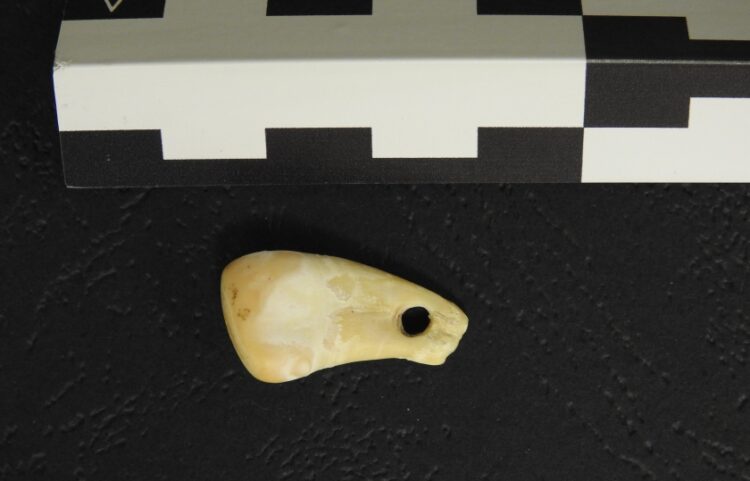 Το δόντι ελαφιού που ανακαλύφθηκε στο σπήλαιο Ντενίσοβα στη νότια Σιβηρία (φωτ.: Max Planck Institute for Evolutionary Anthropology)