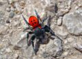 Αράχνη-πασχαλίτσα σε περιοχή του Ναυπλίου. Η αράχνη-πασχαλίτσα ζει συνήθως σε αμμώδη ή βραχώδη περιβάλλοντα (φωτ.: ΑΠΕ-ΜΠΕ/Ευάγγελος Μπουγιώτης)
