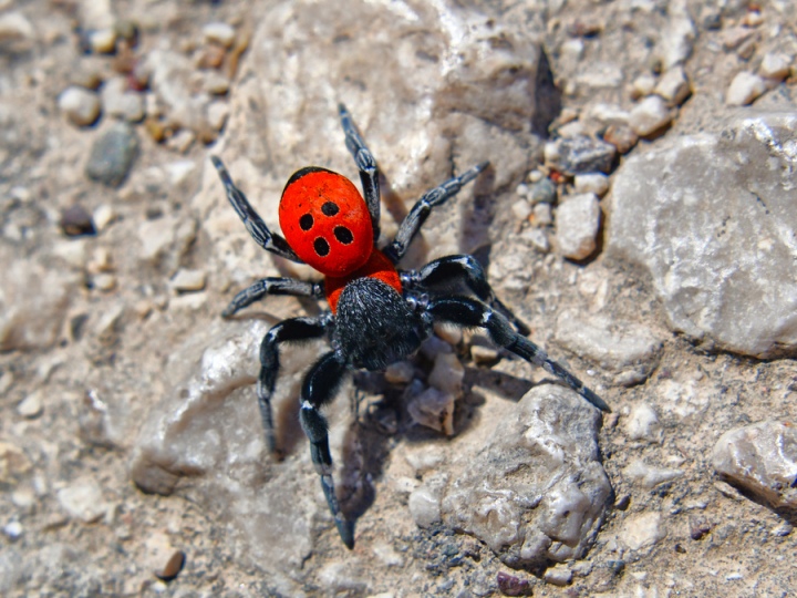 Αράχνη-πασχαλίτσα σε περιοχή του Ναυπλίου. Η αράχνη-πασχαλίτσα ζει συνήθως σε αμμώδη ή βραχώδη περιβάλλοντα (φωτ.: ΑΠΕ-ΜΠΕ/Ευάγγελος Μπουγιώτης)