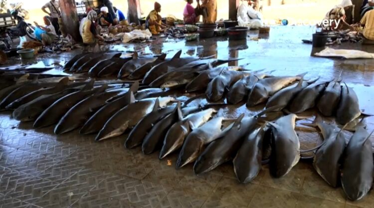 Στιγμιότυπο από ρεπορτάζ του Discovery Channel για το εμπόριο καρχαριών. Τα πτερύγια καρχαρία μπορούν να πωληθούν 1.000 ευρώ το κιλό στην ανατολική Ασία, όπου χρησιμοποιούνται στις πολύ φημισμένες σούπες της παραδοσιακής κινεζικής κουζίνας (φωτ.: Discovery Channel)